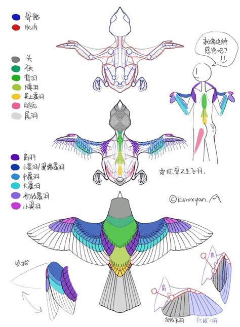 鸟 画|【鸟类绘画教程】九张图教你理解小鸟结构